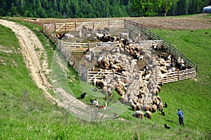 Sheepfold