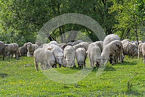 A sheepfold atop of the hill in Transylvania