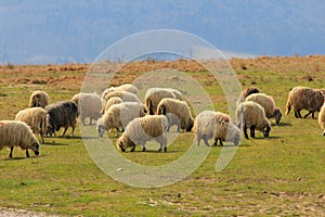 Sheepfold photo