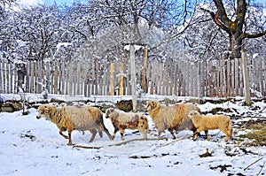 Sheepfold in winter farm photo