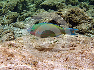 Sheephead Parrotfish