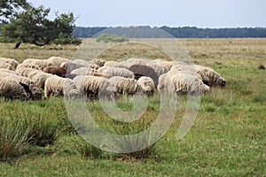 sheepherd