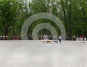 Sheepherding Demonstration With Spectators