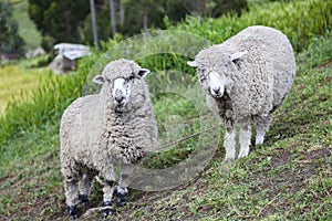 Sheepnd facing forward photo