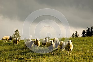 Sheeps