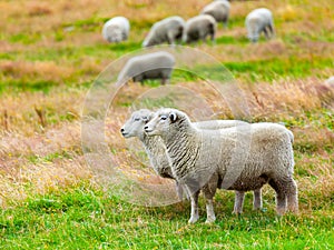 Sheeps