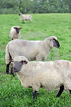 Sheeps