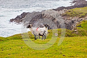 Sheeps at Achill Island, Ireland