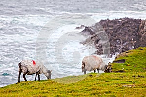 Sheeps at Achill Island, Ireland