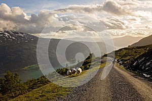 Sheeps along the road to mount Hoven, splendid view over Nordfjord from Loen skylift