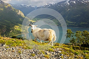Sheeps along the road to mount Hoven, splendid view over Nordfjord from Loen skylift