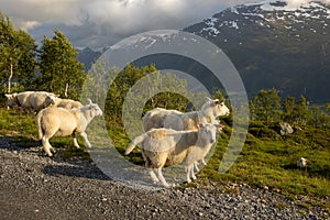 Sheeps along the road to mount Hoven, splendid view over Nordfjord from Loen skylift