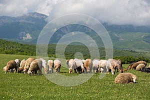 Sheeps on the alp fields. A sheeps is sitting at an alpine meadow in the alps.