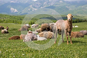 Sheeps on the alp fields. A sheeps is sitting at an alpine meadow in the alps.