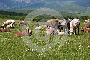 Sheeps on the alp fields. A sheeps is sitting at an alpine meadow in the alps.