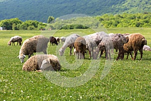 Sheeps on the alp fields. A sheeps is sitting at an alpine meadow in the alps.