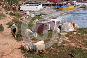 Sheeps around the Yarchen Gar Yaqen Orgyan Temple in Amdo Tibe