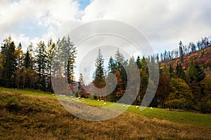 Sheeps in Autumn Beskidy mountains