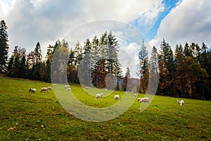 Sheeps in Autumn Beskidy mountains