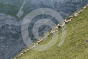 Sheeps at Azerbaijan