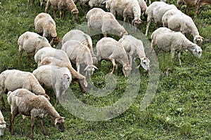 Sheeps at Azerbaijan