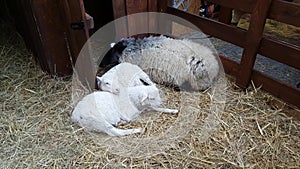 Sheeps in the barn at Christmas fair