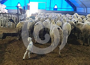 Sheeps in the barn