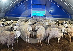 Sheeps in the barn