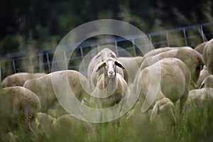 Schaf für auf der Wiese 