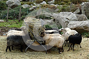 Sheeps, Bergerie de Grottelle, Vallee de la Restonica, Corse, France