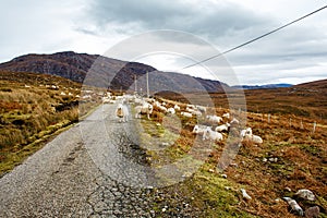 Sheeps blocking a road in a cloudy day in Scottish Highlands