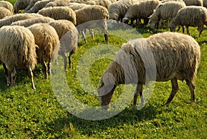 Sheeps browsing on grass