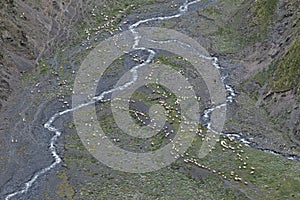 Sheeps in the Caucasus