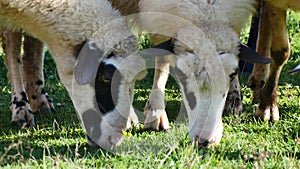 Sheeps Close Up