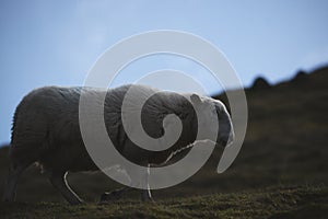 Sheeps, close up of a welsh sheep in Brecon Beacons National Park