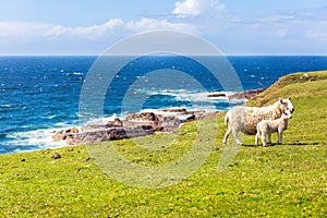 Sheeps at the coastline of Stoer