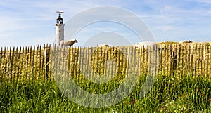 sheeps in corral near lighthouse on Cap Gris-Nez