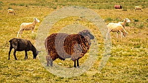 Sheeps at countryside landscape, maldonado, uruguay photo