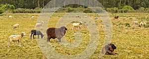 Sheeps at countryside landscape, maldonado, uruguay photo