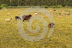 Sheeps at countryside landscape, maldonado, uruguay photo