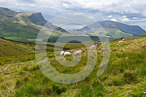 Sheeps in the countryside, Wales