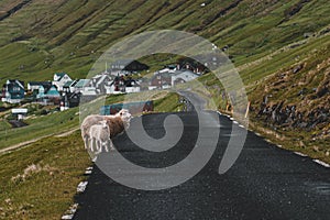 Sheeps crossing a road in Kalsoy