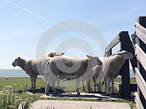 Sheeps on a dike in Hinderloopen