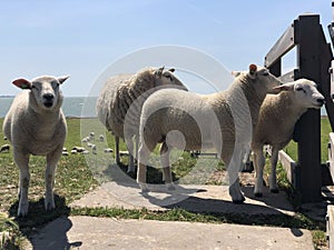 Sheeps on a dike in Hinderloopen