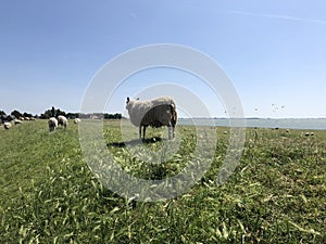 Sheeps on a dike near Hinderloopen