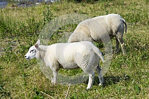 Sheeps at a dike, Netherlands