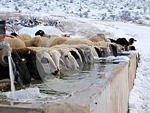 Sheeps drinking cold water