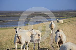 Sheeps on a dyke photo