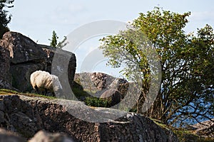 Sheeps eat grass between the rocks and Ruins of the middel age castle hammershus on island Bornholm in Denmark photo