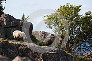 Sheeps eat grass between the rocks and Ruins of the middel age castle hammershus on island Bornholm in Denmark